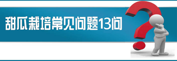 蔬菜種子栽培技術(shù)-<strong><font color='#006428'>甜瓜栽培常見(jiàn)問(wèn)題13問(wèn)？</font></strong>