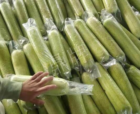 蔬菜種子種植戶客戶點評-這個絲瓜每畝能掙3萬，惠州客戶很滿意！
