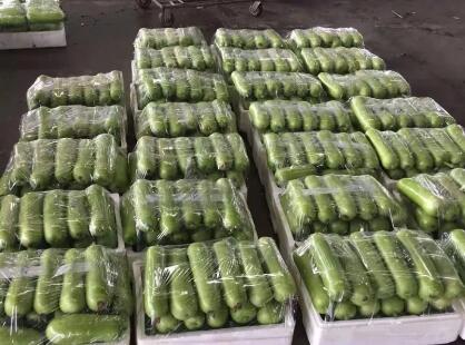 蔬菜種子種植戶客戶點評-上市早，價格好！我連續(xù)種了三年，滿意！