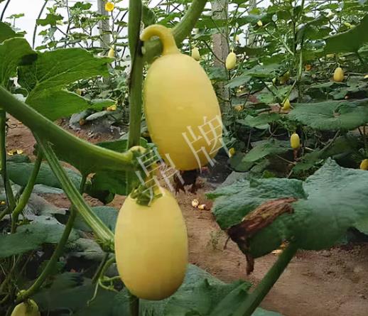 蔬菜種子種植戶客戶點評-上市了，14元/公斤。河南客戶發(fā)來…