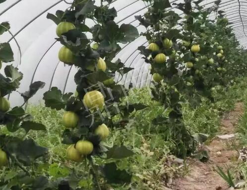 蔬菜種子種植戶客戶點評-我的乖乖，一株坐果15個，6元1斤，好賣得很！