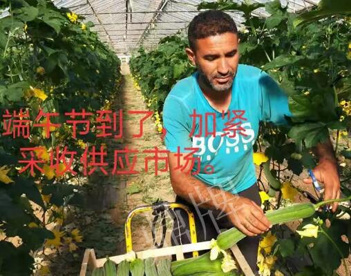 蔬菜種子種植戶客戶點評-羨慕！每公斤24元，“優(yōu)比1號”在法國的表現(xiàn)…