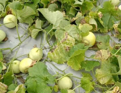 蔬菜種子種植戶客戶點評-低溫寡照的天氣，它仍然優(yōu)秀！