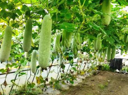 蔬菜種子種植戶客戶點評-我種的冬瓜，肉緊味甜，按個賣！