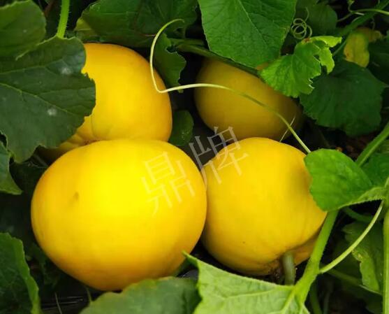 蔬菜種子種植戶客戶點評-純賺50萬，我這個“張大膽”榮光了一把！