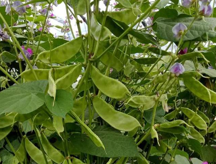 蔬菜種子種植戶客戶點(diǎn)評(píng)-一梭梭的，真是結(jié)坨了，“特早春”扁豆市斤批價(jià)達(dá)到10元