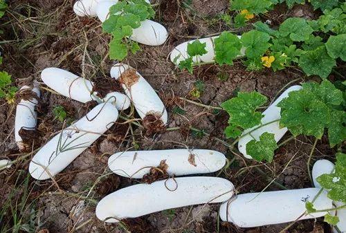 您種植過“堆堆瓜”嗎？看一看，地上全是瓜！一睹芳容