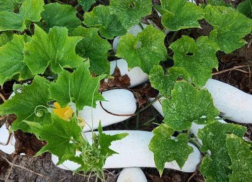 您種植過“堆堆瓜”嗎？看一看，地上全是瓜！一睹芳容