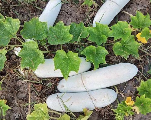 您種植過“堆堆瓜”嗎？看一看，地上全是瓜！一睹芳容