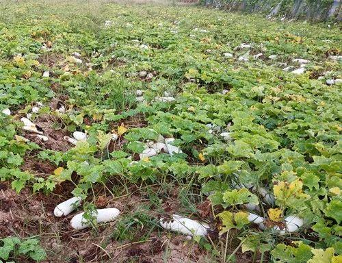 您種植過“堆堆瓜”嗎？看一看，地上全是瓜！一睹芳容