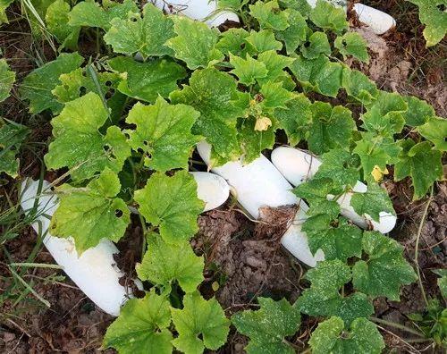 您種植過“堆堆瓜”嗎？看一看，地上全是瓜！一睹芳容