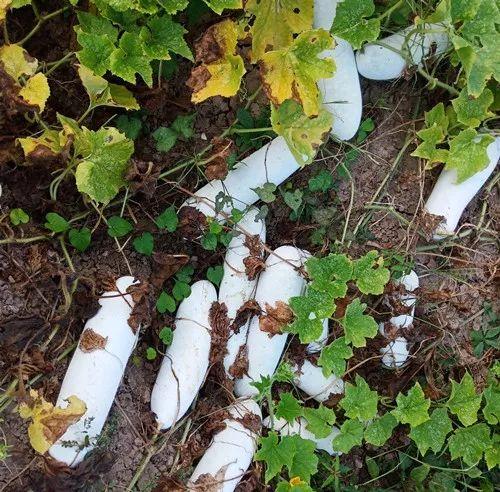 您種植過“堆堆瓜”嗎？看一看，地上全是瓜！一睹芳容
