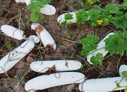 蔬菜種子種植戶客戶點評-您種植過“堆堆瓜”嗎？看一看，地上全是瓜！一睹芳容！