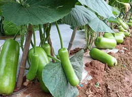 蔬菜種子種植戶客戶點評-浙江菜農(nóng)種植的鼎牌瓠瓜喜獲豐收，又賣上了好價錢!