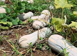 蔬菜種子種植戶客戶點評-一袋種子100粒，輕松賺回3000元...