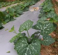 蔬菜種子種植戶客戶點評-無需噴農(nóng)藥的蔬菜，栽培簡單、效益高！