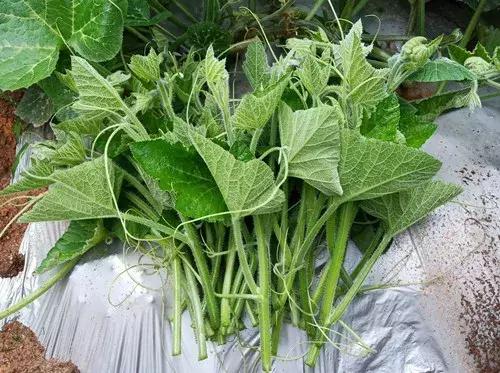 菜農(nóng)種植無需噴農(nóng)藥的蔬菜，不僅栽培簡單、而且效益高