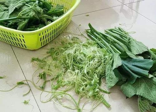 菜農(nóng)種植無需噴農(nóng)藥的蔬菜，不僅栽培簡單、而且效益高