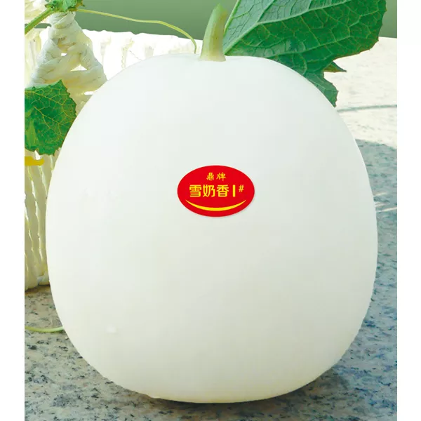 薄皮甜瓜，哪個品種最好呢？畝產(chǎn)高達(dá)10萬，附4種市場爆款品種
