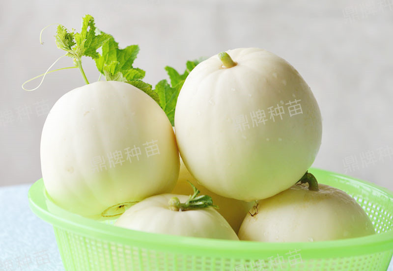 就這4個(gè)薄皮甜瓜，畝產(chǎn)萬斤很輕松，瓜果菜農(nóng)搶著種植