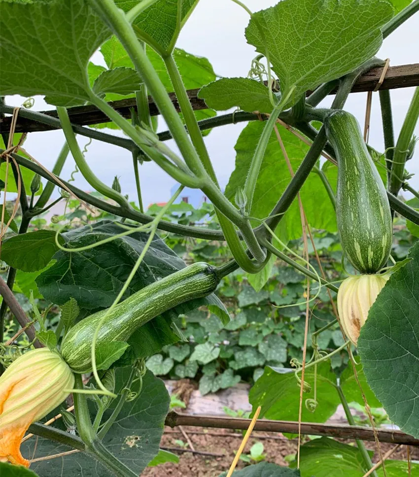 3元1斤的健美蜜本南瓜快成熟了，緬甸種植戶發(fā)來圖片與視頻