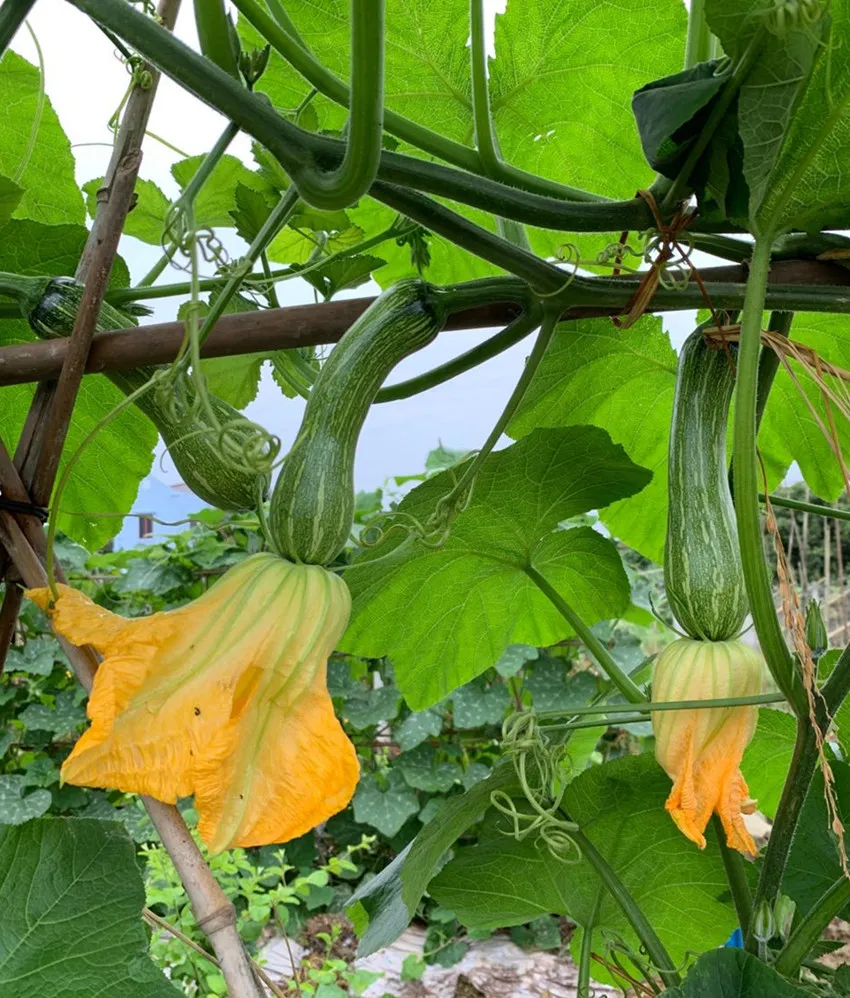 3元1斤的健美蜜本南瓜快成熟了，緬甸種植戶發(fā)來圖片與視頻