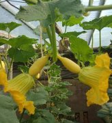 蔬菜種子種植戶客戶點評-看看菜農(nóng)劉剛建種植的“黃金筍瓜”，高產(chǎn)又高價！