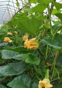 蔬菜種子種植戶客戶點(diǎn)評(píng)-在大棚內(nèi)栽培“健美蜜本”南瓜，怎么樣？看菜農(nóng)石昌斌發(fā)來(lái)的圖片