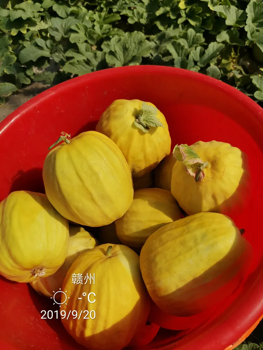 高溫季節(jié)種植甜瓜，什么品種最好？這個品種是秋季上市的專用品種