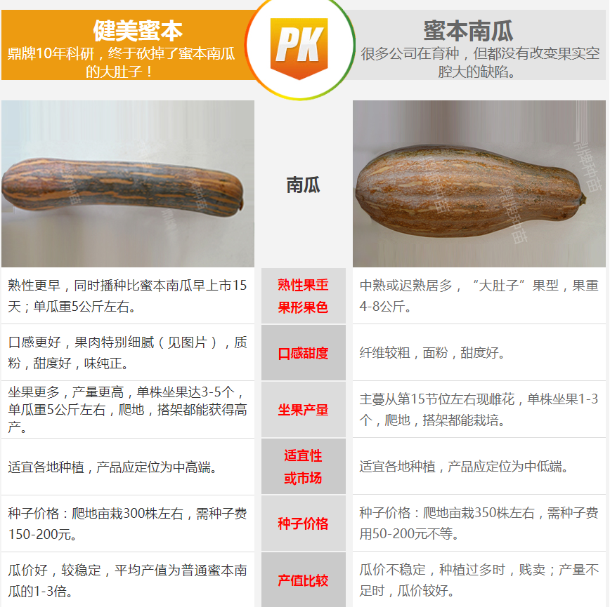 生吃都好吃南瓜新品種，沒有大肚子，肉質更密致，農戶試種下
