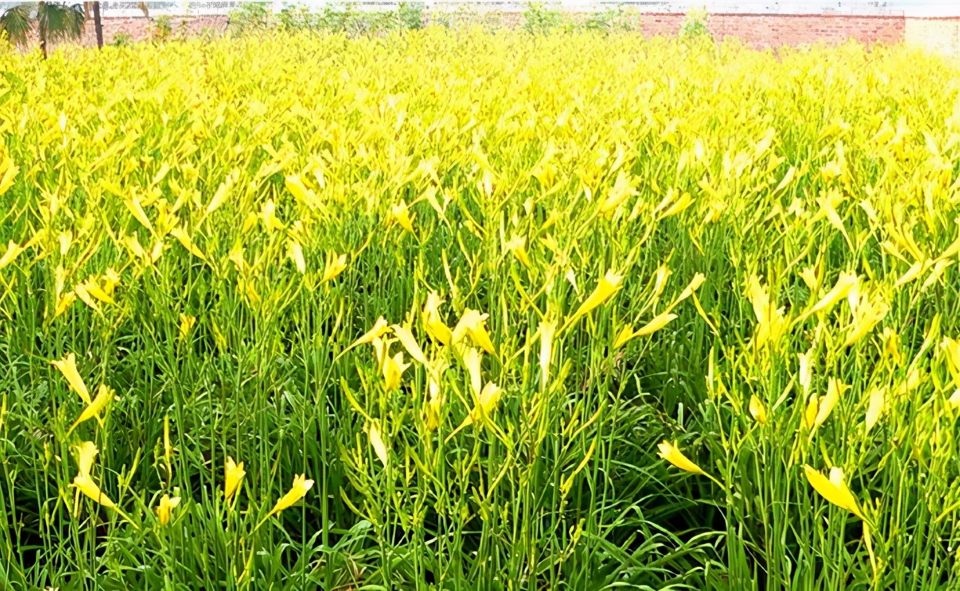 一斤接近20塊，原來(lái)它才是最火的國(guó)民蔬菜！全國(guó)都適種