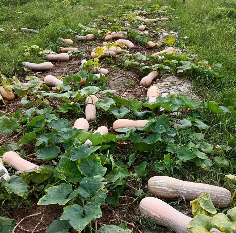 一位轉(zhuǎn)業(yè)后的特種兵，辦農(nóng)場(chǎng)種瓜菜，靠1個(gè)優(yōu)點(diǎn)，年賺200萬(wàn)