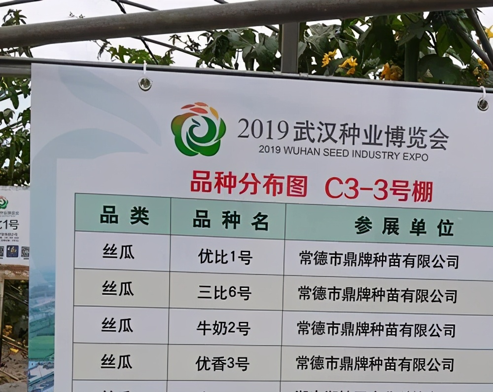 這個(gè)絲瓜畝產(chǎn)可達(dá)8000公斤，菜農(nóng)2021年致富的絲瓜品種