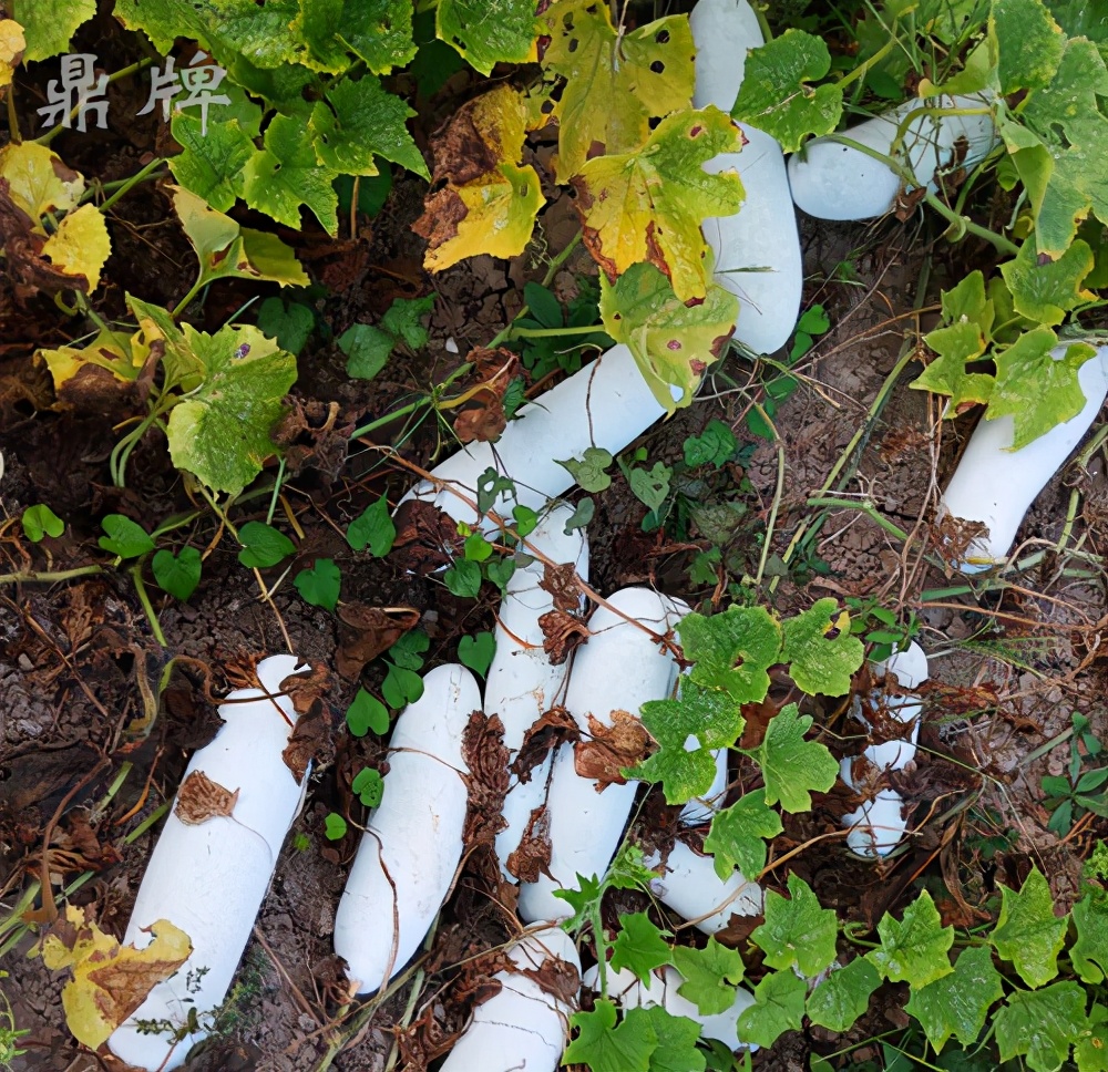 這個(gè)冬瓜品種放1年不壞，口感脆甜，多年科研就為打造這1個(gè)爆品