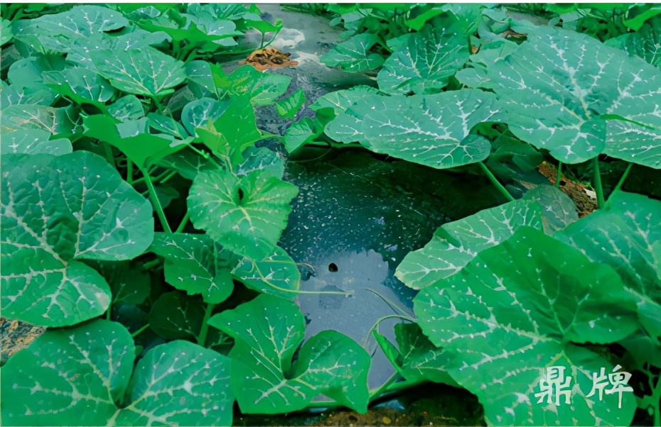 種這種綠葉菜，栽培輕松，畝產(chǎn)值過萬元，菜農(nóng)表示很劃算