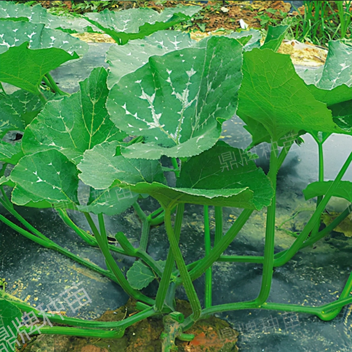 種這種綠葉菜，栽培輕松，畝產(chǎn)值過萬元，菜農(nóng)表示很劃算