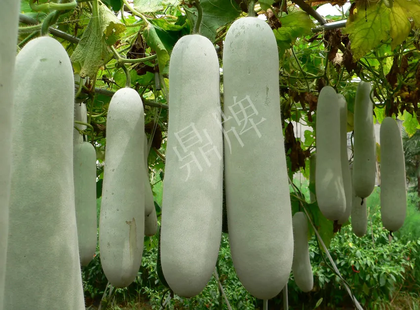 這個品種太優(yōu)秀了！耐儲耐運(yùn)，適合大面積種植，菜農(nóng)瓜販都喜歡