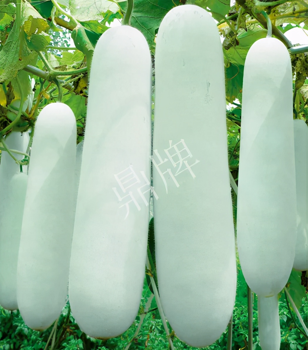 這個品種太優(yōu)秀了！耐儲耐運(yùn)，適合大面積種植，菜農(nóng)瓜販都喜歡
