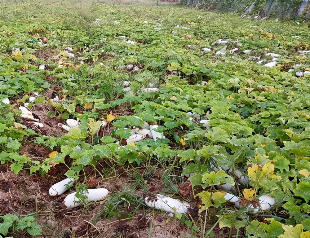 這個品種太優(yōu)秀了！耐儲耐運(yùn)，適合大面積種植，菜農(nóng)瓜販都喜歡