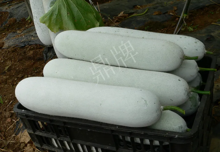 這個品種太優(yōu)秀了！耐儲耐運(yùn)，適合大面積種植，菜農(nóng)瓜販都喜歡