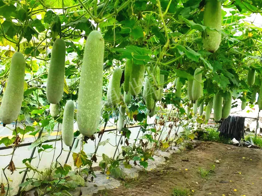 什么品種的冬瓜按個(gè)買？?jī)r(jià)格是同期黑皮冬瓜五倍