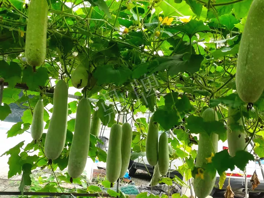 什么品種的冬瓜按個(gè)買？?jī)r(jià)格是同期黑皮冬瓜五倍