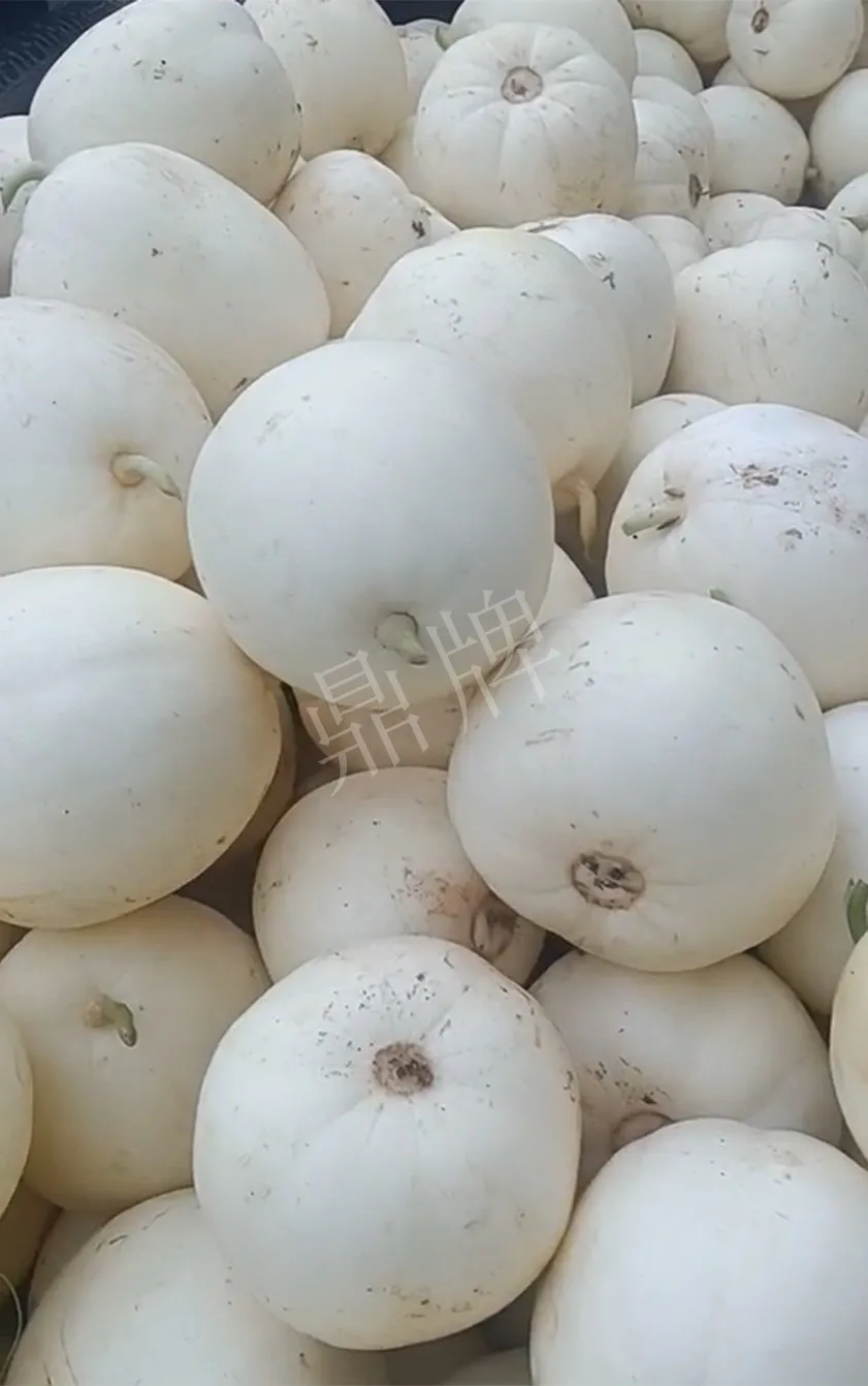 河南焦作的李向林今年種植甜瓜新品種，客戶直接拉貨走人