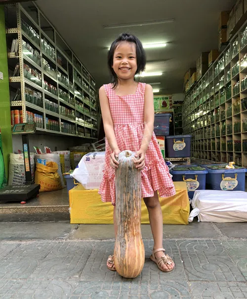 四川農(nóng)戶今年種“健美蜜本”南瓜產(chǎn)量高，品質(zhì)好，感覺巴適得很