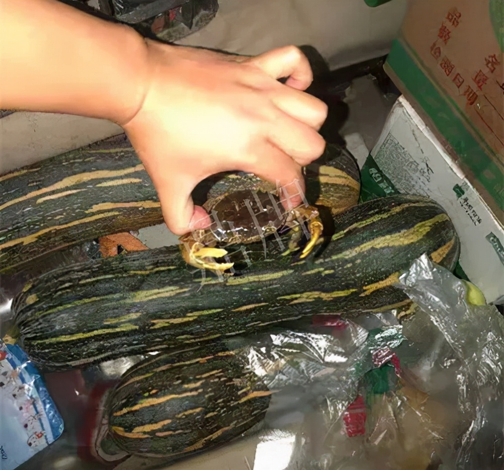 四川農(nóng)戶今年種“健美蜜本”南瓜產(chǎn)量高，品質(zhì)好，感覺巴適得很