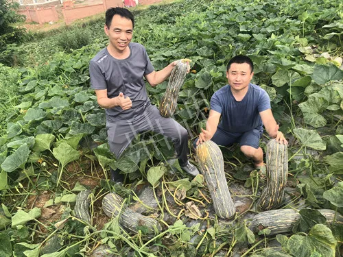 四川農(nóng)戶今年種“健美蜜本”南瓜產(chǎn)量高，品質(zhì)好，感覺巴適得很