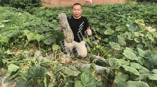 四川農(nóng)戶今年種“健美蜜本”南瓜產(chǎn)量高，品質(zhì)好，感覺巴適得很