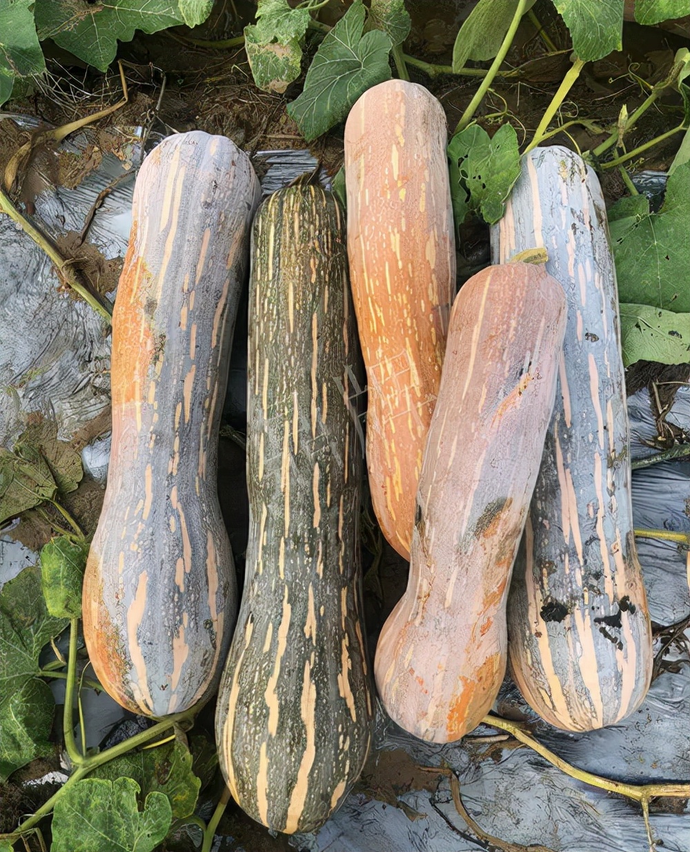 四川農(nóng)戶今年種“健美蜜本”南瓜產(chǎn)量高，品質(zhì)好，感覺巴適得很