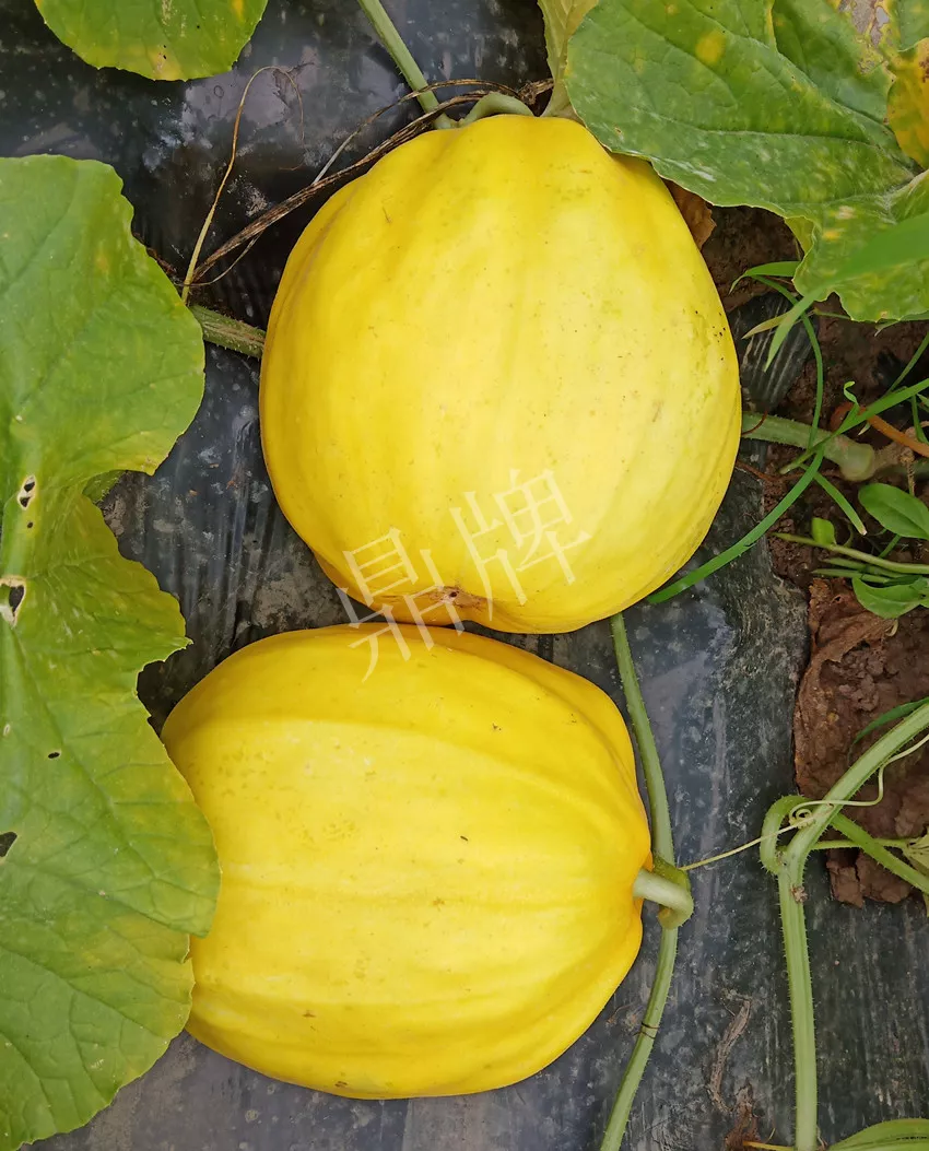 婁底瓜農(nóng)純賺50萬(wàn)，我這個(gè)“張大膽”榮光了一把