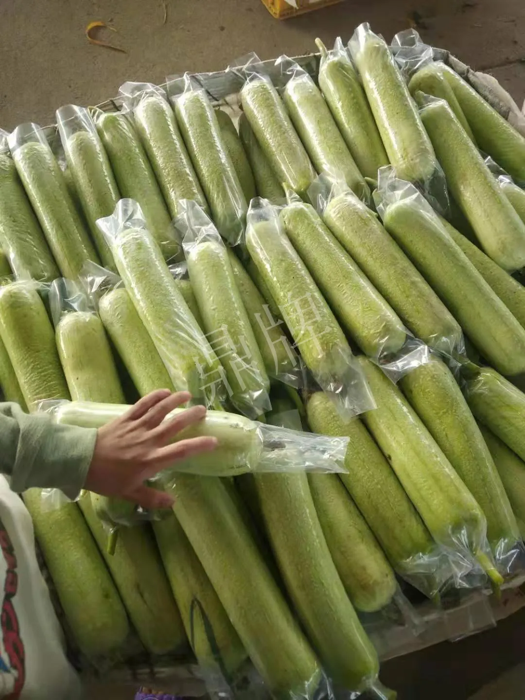 這個絲瓜每畝能掙3萬，沒種植的農(nóng)戶后悔得拍大腿